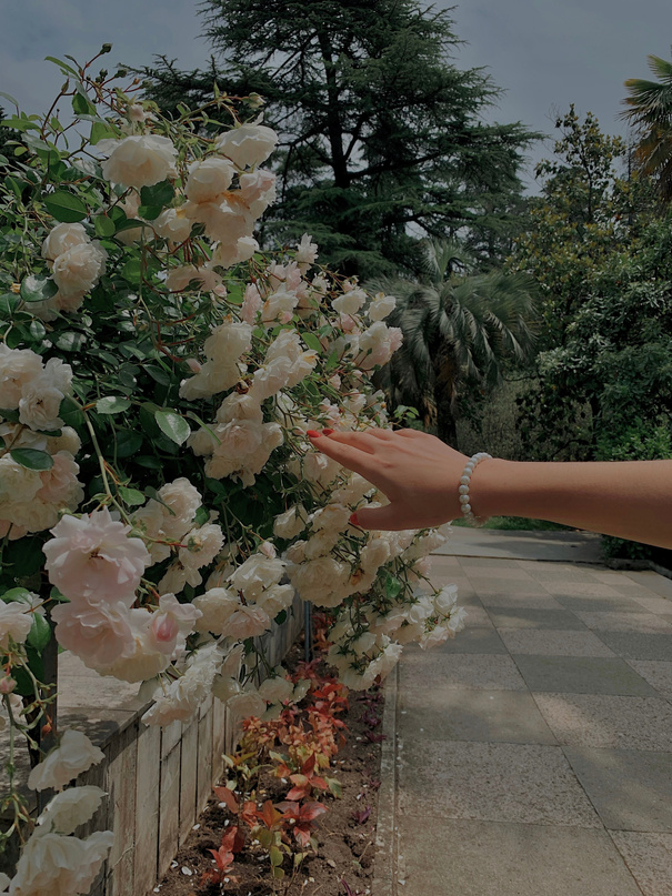 A Person Wearing a Pearl Bracelet while Touching White Flowers